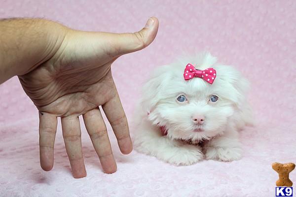 lvpuppyheaven Picture 3